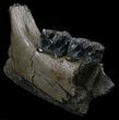 Fossil Rhino (Stephanorhinus) Jaw Section - Germany #35700-1
